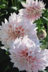 Three Pink Dahlias